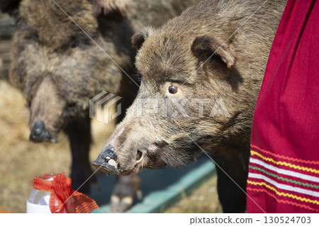 Muzzle of a stuffed wild boar close-up. 130524703