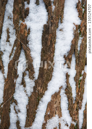 Old tree bark covered with white snow. Old tree bark covered with white snow. 130524707