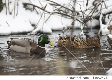 Wild ducks swim in a snow-covered pond. Wild ducks swim in a snow-covered pond. 130524712