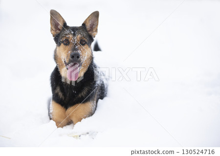 Funny shepherd dog plays in the winter in the snow. German shepherd dog on a winter day. 130524716