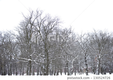 Bare trees in a snowy forest. 130524726