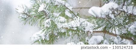 Spruce branches covered with white snow against the background of a blurred forest. Spruce branches covered with white snow against the background of a blurred forest. 130524728