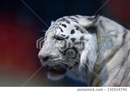 White tiger close-up on a dark background. White tiger close-up on a dark background. 130524740