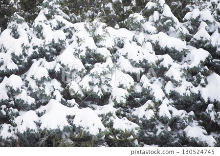 Fluffy branches of blue spruce covered with white snow. Christmas background of winter fir tree. Fluffy branches of blue spruce covered with white snow. Christmas background of winter fir tree. 130524745
