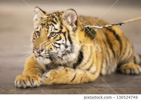 Amur striped tiger. Wild striped felines. 130524749