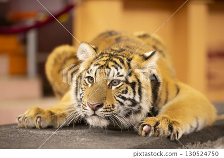 Amur striped tiger. Wild striped felines. Amur striped tiger. Wild striped felines. 130524750