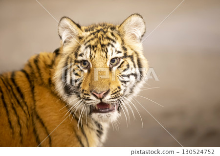 Close-up of a tiger's face. A beautiful wild feline. Close-up of a tiger's face. A beautiful wild feline. 130524752