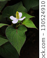 White Houttuynia cordata flowers blooming in the shade (vertical) 130524910