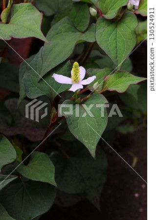 White Houttuynia cordata flowers blooming in the shade (vertical) 130524911