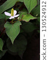 White Houttuynia cordata flowers blooming in the shade (vertical) 130524912