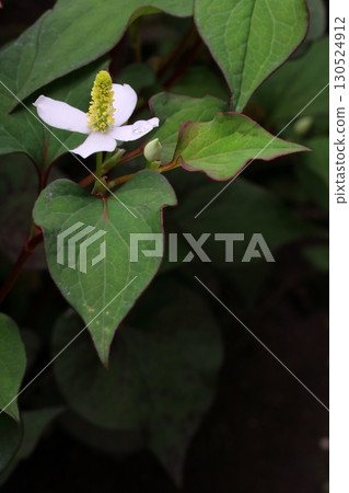 White Houttuynia cordata flowers blooming in the shade (vertical) 130524912