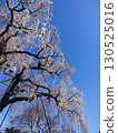 Cherry blossom trees in full bloom that shine in the blue sky 130525016