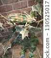 Chameleon that sticks to branches 130525017