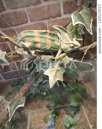 Chameleon that sticks to branches 130525017