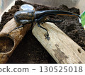 Hercules beetle walking on a tree 130525018