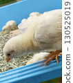 Cute chick in a blue enclosure 130525019