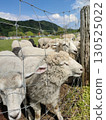 Sheep gathering over the fence of a pasture 130525022