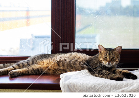 A Relaxing Tabby Cat is comfortably lying on the sunny windowsill 130525026