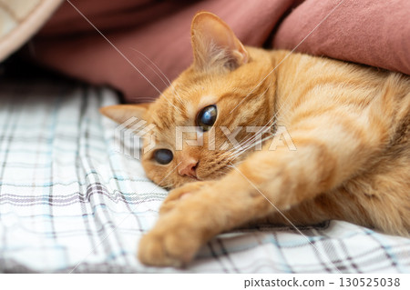 A Playful Ginger Cat Enjoying a Relaxing Time on a Cozy Bed 130525038