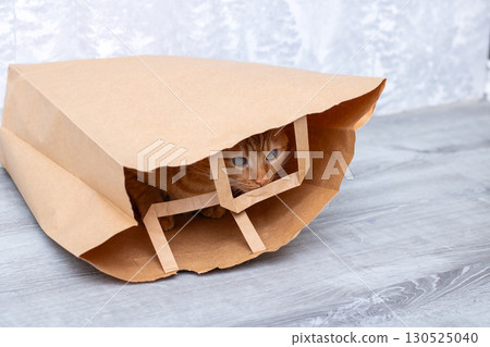 A Curious Cat is Hiding Inside of a Brown Paper Bag, Fascinating A Curious Cat is Hiding Inside of a Brown Paper Bag, Fascinating 130525040