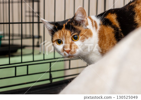 Curious Calico Cat Adventurously Exploring Its Colorful Surroundings Curious Calico Cat Adventurously Exploring Its Colorful Surroundings 130525049