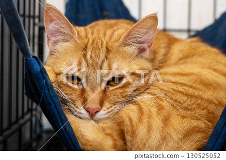 A Cozy Orange Tabby Cat Joyfully Relaxing in its Hammock A Cozy Orange Tabby Cat Joyfully Relaxing in its Hammock 130525052