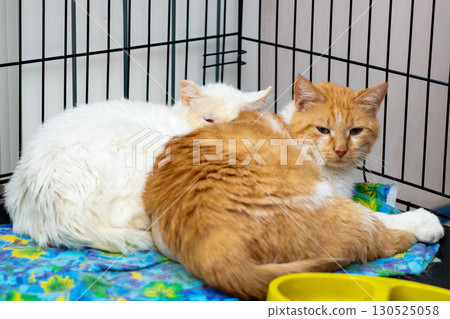Enjoy the warmth and companionship of cuddly cats in a cozy shelter 130525058