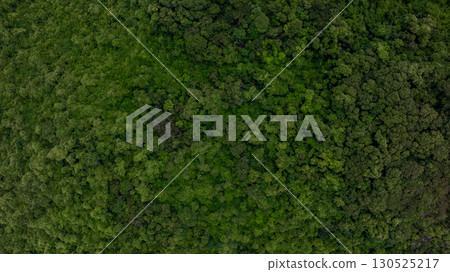 Forest and tree landscape texture abstract background, Aerial top view forest atmosphere area, Texture of forest view from above, Ecosystem and healthy ecology environment concepts. Forest and tree landscape texture abstract background, Aerial top view forest atmosphere area, Texture of forest view from above, Ecosystem and healthy ecology environment concepts. 130525217