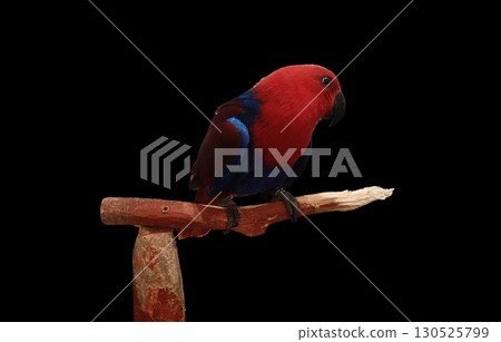 Red and blue parrot perched on wooden perch against black background, vibrant feather color and calm pose Red and blue parrot perched on wooden perch against black background, vibrant feather color and calm pose 130525799