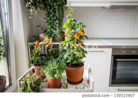 Homegrown of cherry yellow tomato, red hot pepper chili, thyme in clay pot growing at home, closeup 130525907