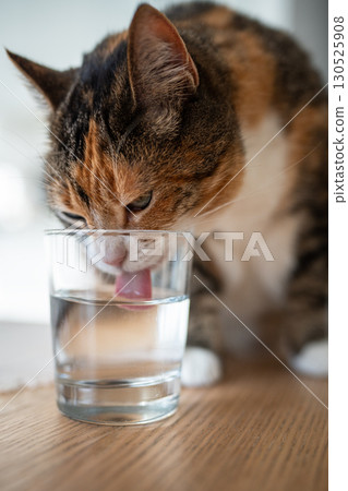 Curious calico cat drinking and lapping water from glass on table at home. Pet behavior and habits. Curious calico cat drinking and lapping water from glass on table at home. Pet behavior and habits. 130525908