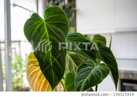 Heart shaped green velvet leaves of Philodendron Splendid plant at home. Foliage pattern. Heart shaped green velvet leaves of Philodendron Splendid plant at home. Foliage pattern. 130525914