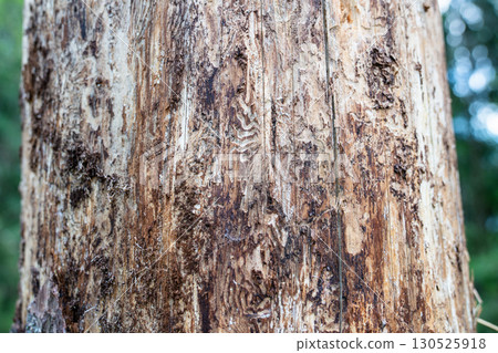 Close up damaged tree bark destroyed by beetle, infestation in woodland. Tree killed by insects 130525918