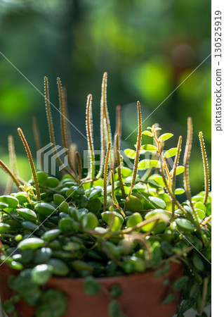 Closeup of blooming Peperomia Prostrata string of turtles houseplant in clay pot at home Closeup of blooming Peperomia Prostrata string of turtles houseplant in clay pot at home 130525919