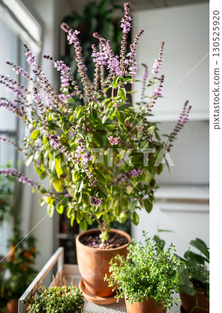 Blooming thai Basil bush plant in clay pots at home. Cultivation homegrown spicy herbs Blooming thai Basil bush plant in clay pots at home. Cultivation homegrown spicy herbs 130525920