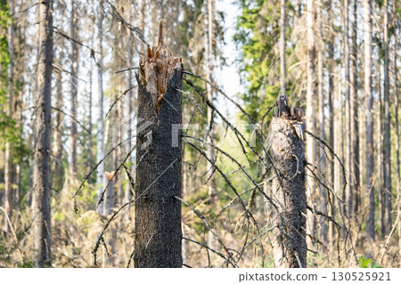 Dead spruce forest after hurricane, strong wind with fallen trunks and broken tree mass in woodland Dead spruce forest after hurricane, strong wind with fallen trunks and broken tree mass in woodland 130525921
