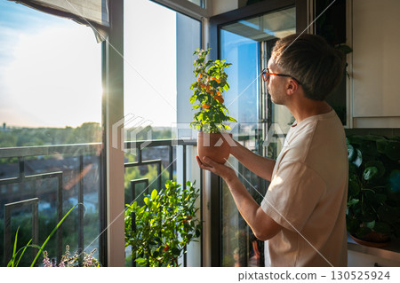 Man look at tomato bush in hands from balcony, yellow cherry vegetable harvest in indoor garden Man look at tomato bush in hands from balcony, yellow cherry vegetable harvest in indoor garden 130525924