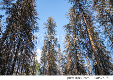 Spruce forest after bark beetle outbreak with dead dried trees in lifeless woodland. Directly below 130525930