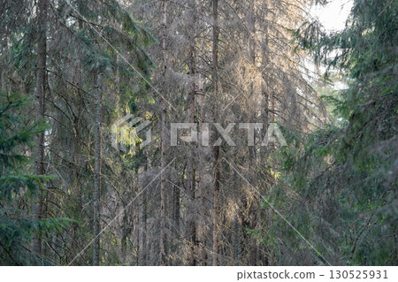 Dead heavily infested spruce forest with bark beetle damage, central cluster of dry trees in woods Dead heavily infested spruce forest with bark beetle damage, central cluster of dry trees in woods 130525931