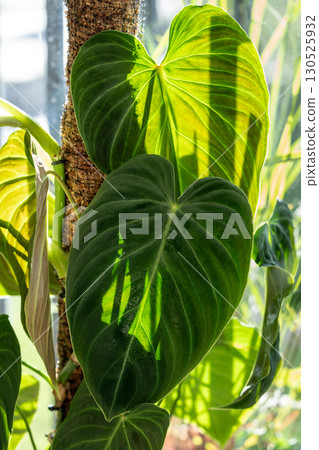 Philodendron plant support homemade sphagnum moss pole and plastic fine-mesh garden netting at home Philodendron plant support homemade sphagnum moss pole and plastic fine-mesh garden netting at home 130525932