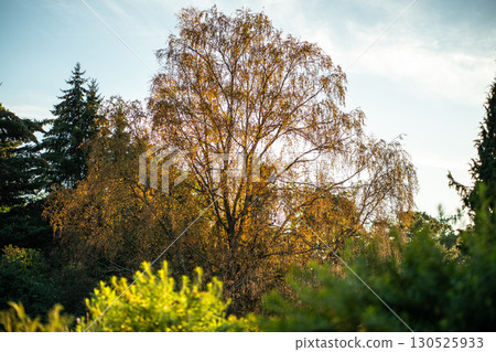 Early fall. Birch trees with golden, yellow leaves over blue sky in autumn sunny day. October season Early fall. Birch trees with golden, yellow leaves over blue sky in autumn sunny day. October season 130525933