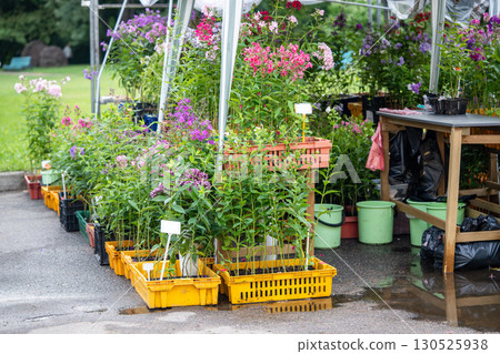 Seasonal flower outdoor market offer fresh perennials for sale including phlox arranged in crates Seasonal flower outdoor market offer fresh perennials for sale including phlox arranged in crates 130525938