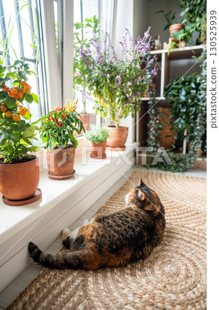 Calm calico cat lying on jute rug at home. Interested kitty resting on floor, looking at houseplants 130525939