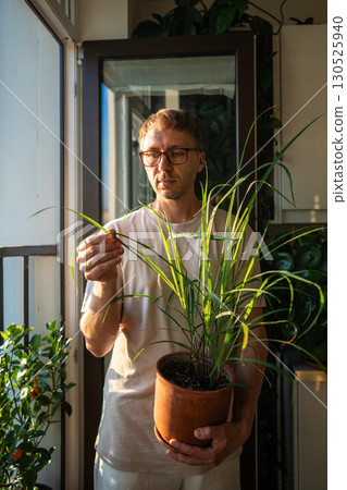 Man check lemongrass leaves on balcony. Home gardening, citrus growing, aromatic plant care Man check lemongrass leaves on balcony. Home gardening, citrus growing, aromatic plant care 130525940