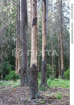 Ecological crisis in forest due to insect infestation. Dead damaged tress in grove, natural disaster Ecological crisis in forest due to insect infestation. Dead damaged tress in grove, natural disaster 130525942