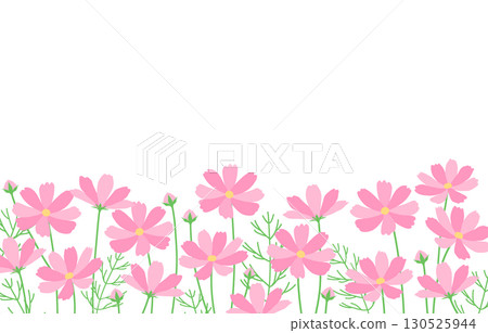 波斯菊花田秋季粉紅色背景框架 130525944