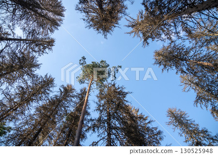 Spruce forest after bark beetle outbreak with dead dried trees in lifeless woodland. Directly below Spruce forest after bark beetle outbreak with dead dried trees in lifeless woodland. Directly below 130525948