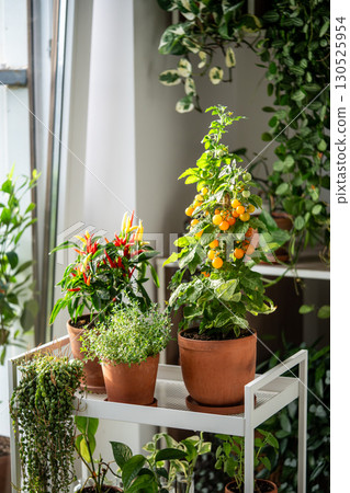 Homegrown of cherry yellow tomato, red hot pepper chili, thyme in clay pot growing at home, closeup Homegrown of cherry yellow tomato, red hot pepper chili, thyme in clay pot growing at home, closeup 130525954