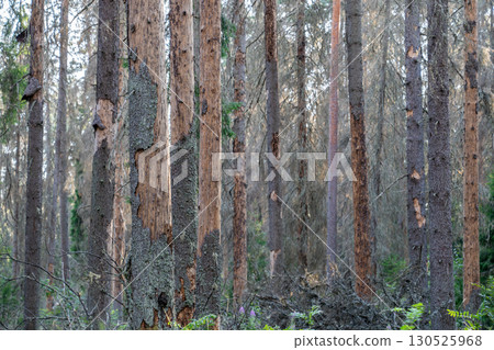 Spruce forest after bark beetle outbreak with dead dried trees standing in lifeless woodland area. 130525968