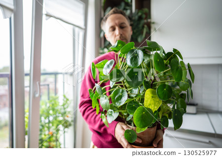 Focused man florist holding Pilea peperomioides houseplant in clay pot, inspects leaves. Green hobby 130525977